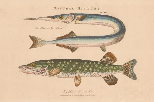 John Good, Garfish and Pike, 1813