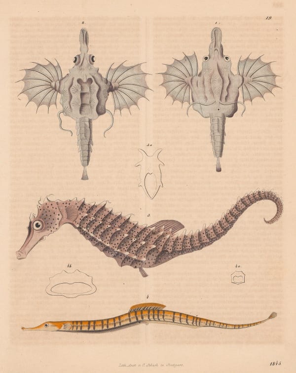Carl Hoffmann, Seahorse, Dragonfish and Pipefish, 1845