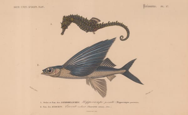 Charles d'Orbigny, Seahorse and Flying fish, 1849