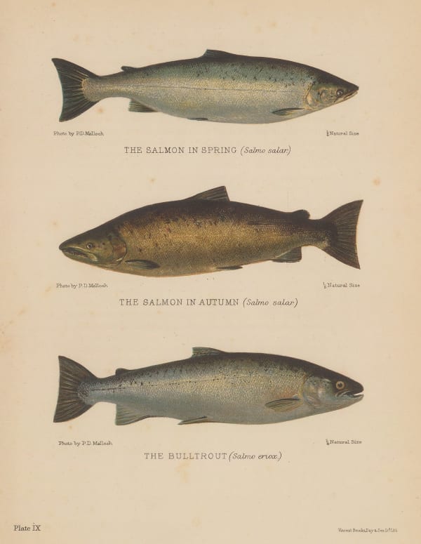 Sir Herbert Maxwell, Salmon and Bulltrout, 1904