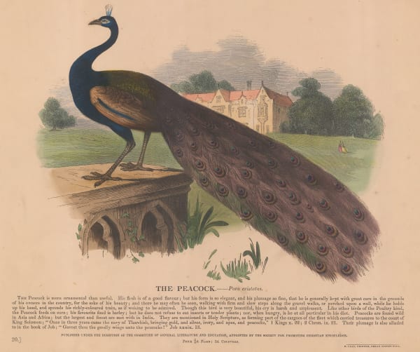 Society for Promoting Christian Knowledge (SPCK), Peacock, 1843