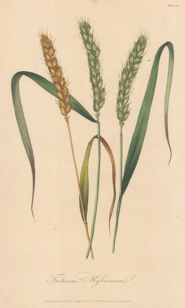 E. Cox & Son, Wheat - Winter Wheat, 1821