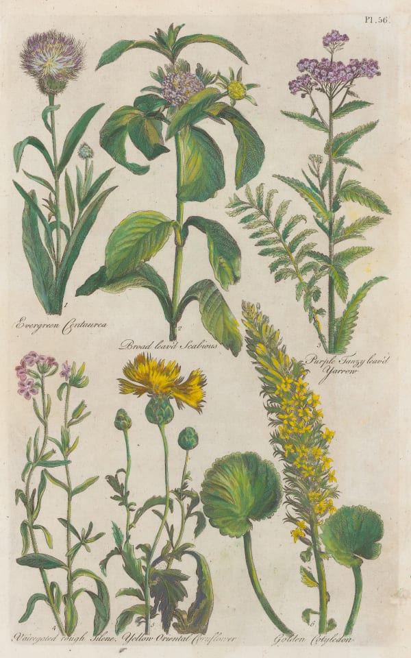 John Hill, Varieties, 1757
