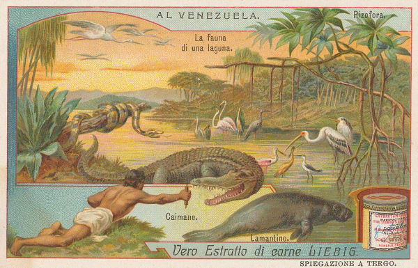 Liebig's Extract, Venezuela - Cayman and Manatee., 1907