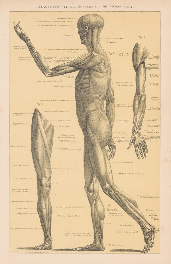 Joseph McGregor-Robertson, Anatomy - Myology, 1890 c.