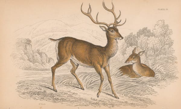Sir William Jardine, Deer - Red deer, 1838