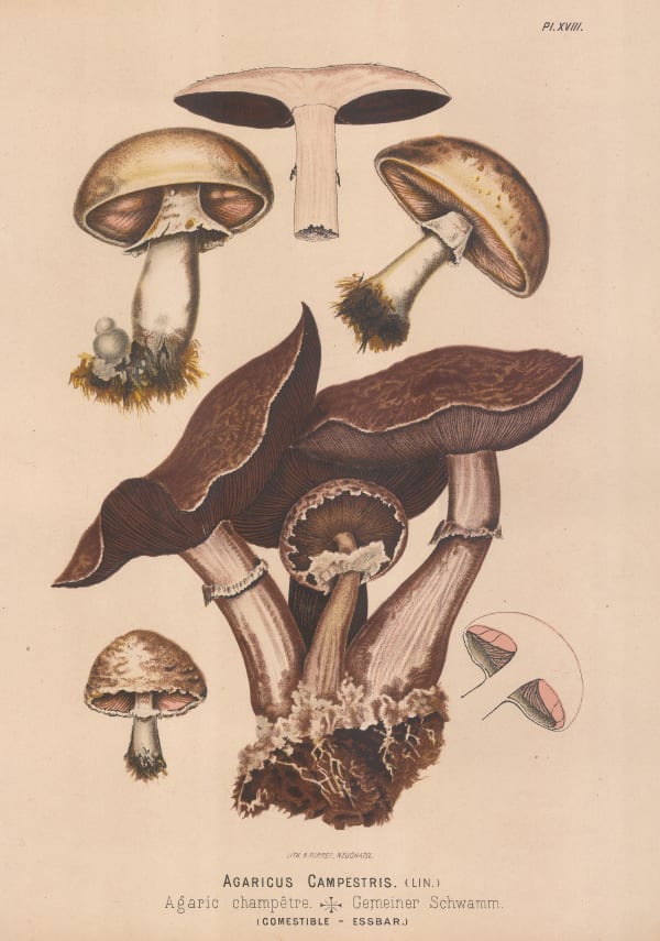 Fritz Leuba, Mushrooms - Field mushrooms, 1890
