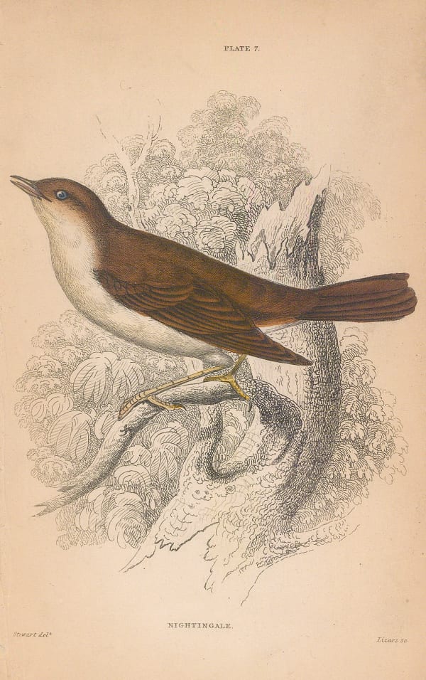 Sir William Jardine, Nightingale - Thrush nightingale, 1866