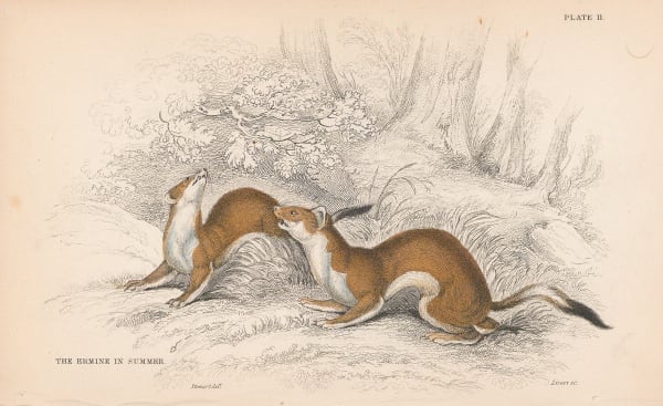 Sir William Jardine, Stoat - Eurasian ermine, 1838