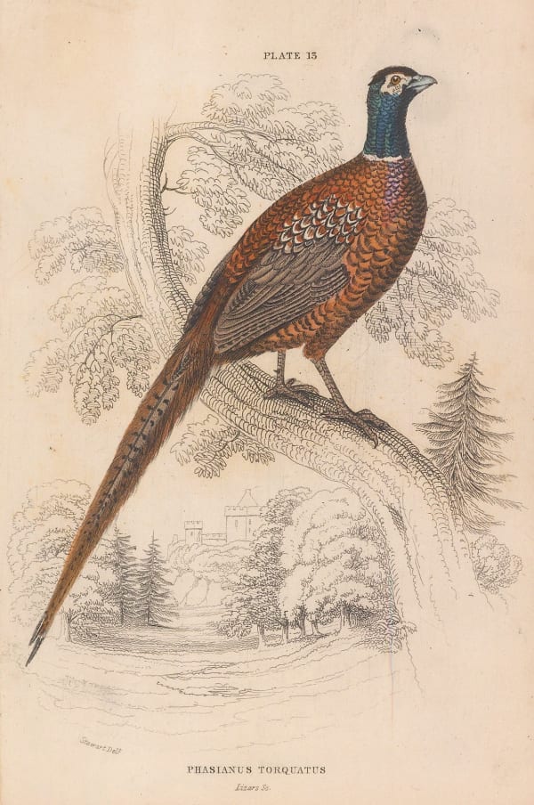 Sir William Jardine, Shooting - Pheasant, 1843