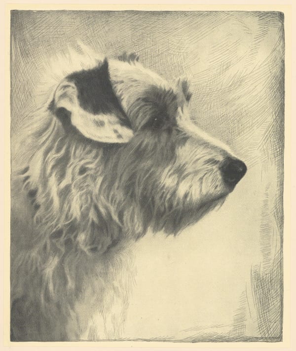 Malcolm Nicholson, Dog - Sealyham terrier, 1935