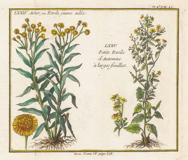 Nicholas Bellin, Yellow Aster and Autumn Star, 1753