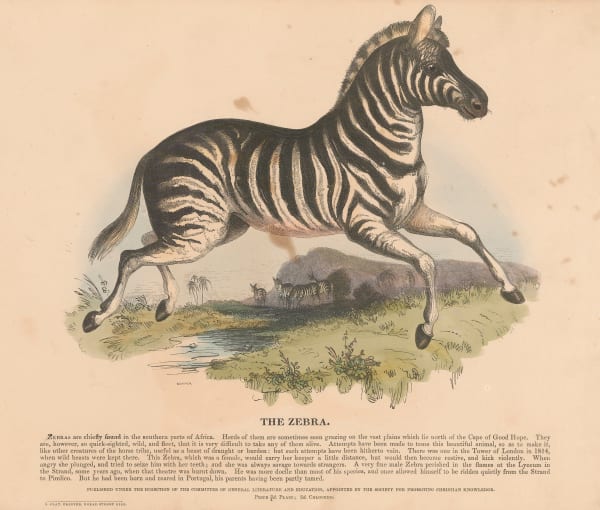 Society for Promoting Christian Knowledge (SPCK), Zebra, 1841