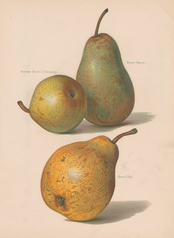John Wright, Pears, 1891