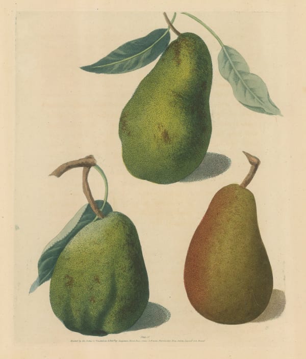 George Brookshaw, Pear - Varieties, 1817