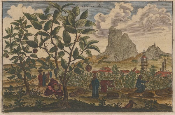 Johan Nieuhoff, Tea, 1660 c.