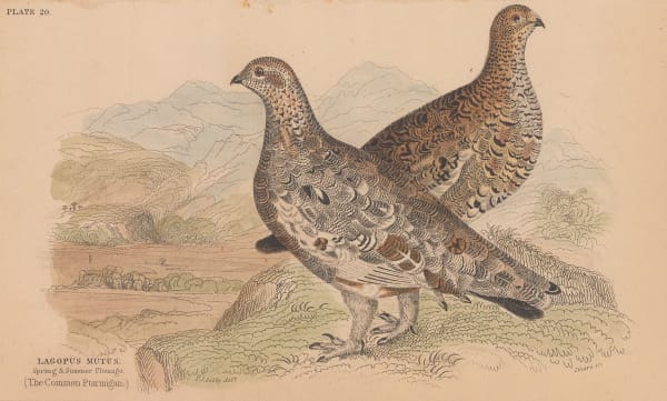 Sir William Jardine, Shooting - Ptarmigan, 1843