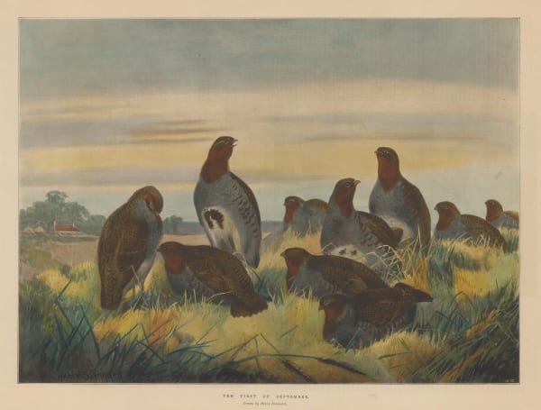 Illustrated London News (ILN), Shooting - Grouse Shooting, 1897