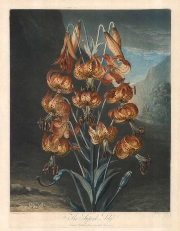 Dr. Robert Thornton, Lily - The Superb Lily, 1799