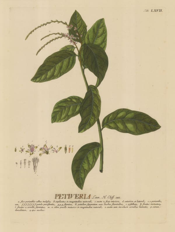 George Dionysus Ehret, Pigeonberry, 1765