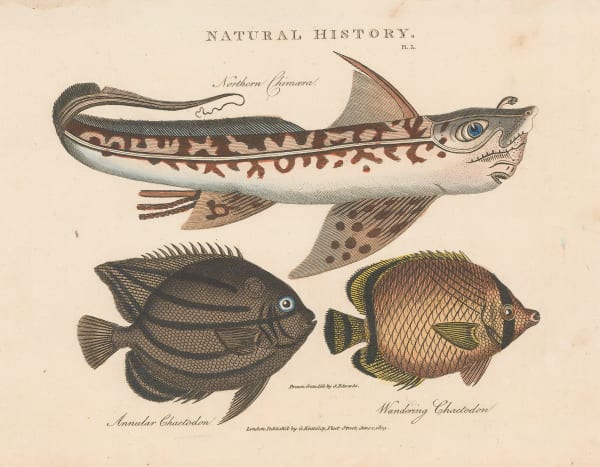 John Good, Butterflyfish and Ghost shark, 1813