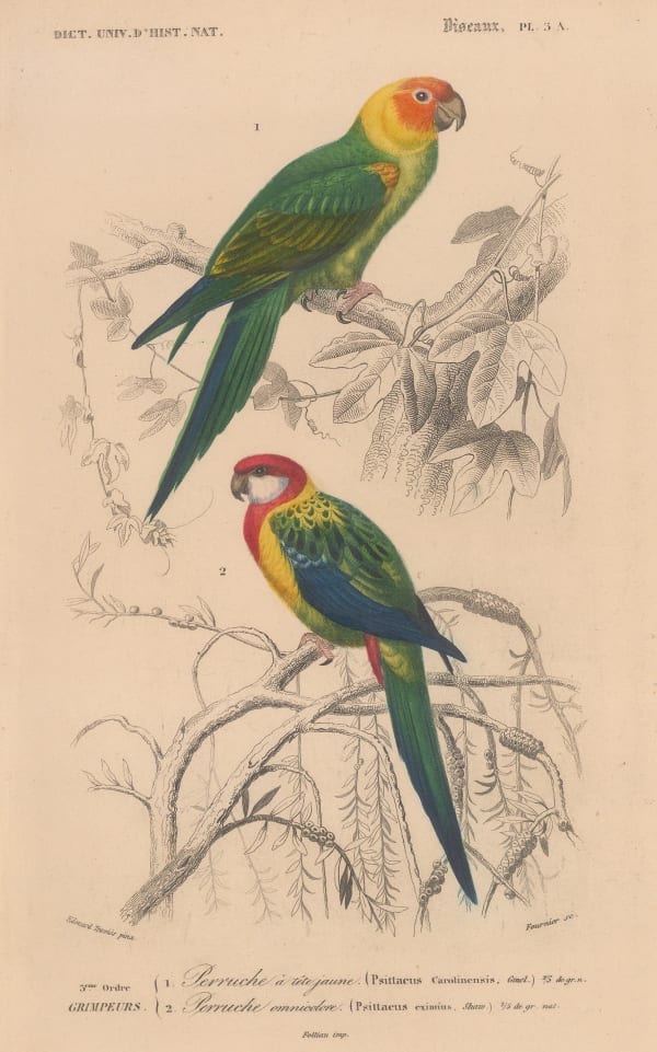 Charles d'Orbigny, Parrot - Carolina and Nonpareil Parrot, 1849