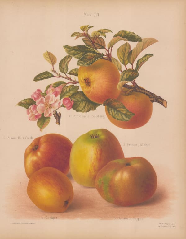 Henry Graves Bull, Apple - Varieties, 1885