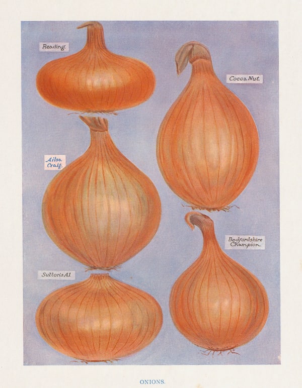 John Wright, Onions, 1890 c.