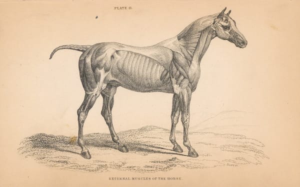 Sir William Jardine, Animal Anatomy - Horse Musculature, 1843