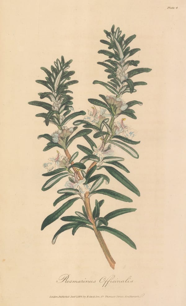 E. Cox & Son, Rosemary, 1821