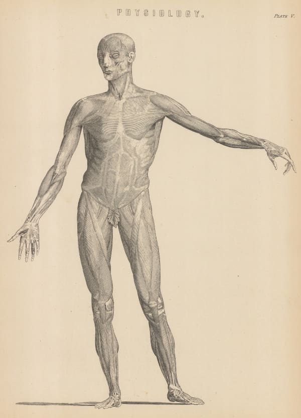 William Home Lizars, Anatomy - Myology, 1860 c.