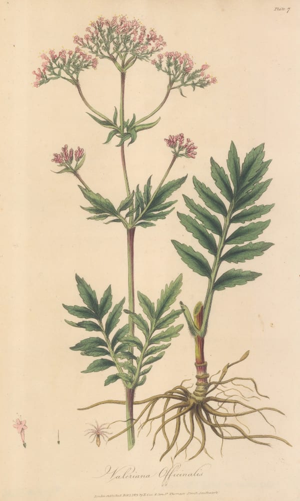 E. Cox & Son, Valerian - Wild Valerian , 1821