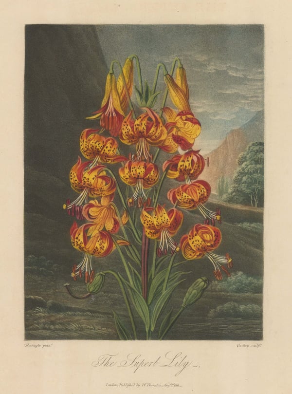 Dr. Robert Thornton, Lily - Superb Lily, 1812