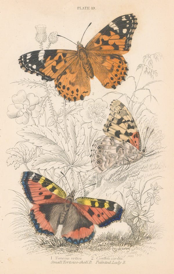 Sir William Jardine, Butterflies - Small Tortoise-shell and Painted Lady, 1843