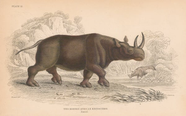 Sir William Jardine, Rhinoceros, 1836