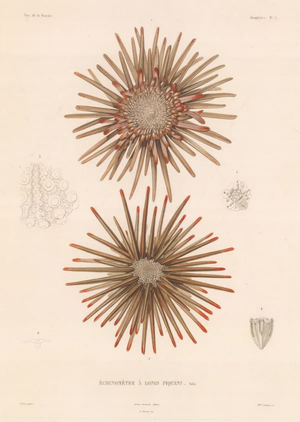 Auguste-Nicolas Vaillant, Sea Urchin - Burrowing Sea Urchin, 1850 c.