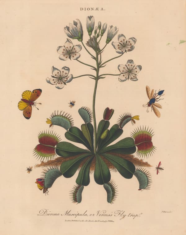 John Wilkes, Venus Fly Trap, 1829