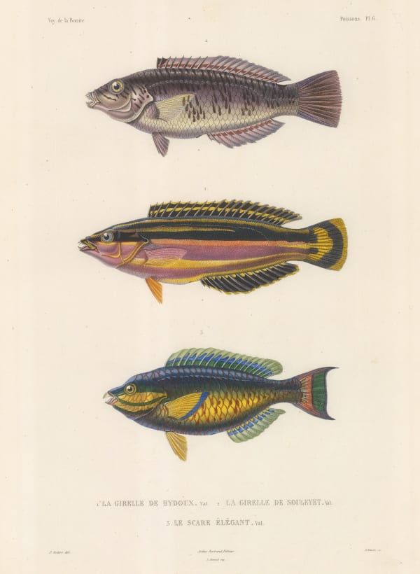 Auguste-Nicolas Vaillant, Parrot Fish, 1850 c.