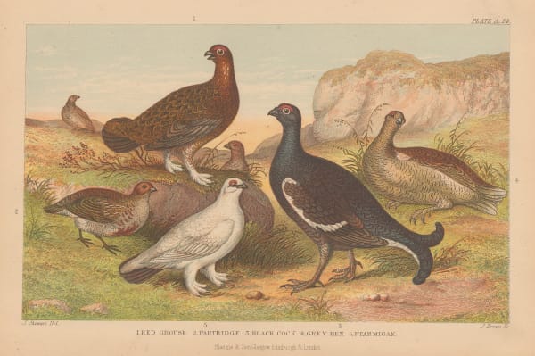 Oliver Goldsmith, Shooting - Game Birds, 1876