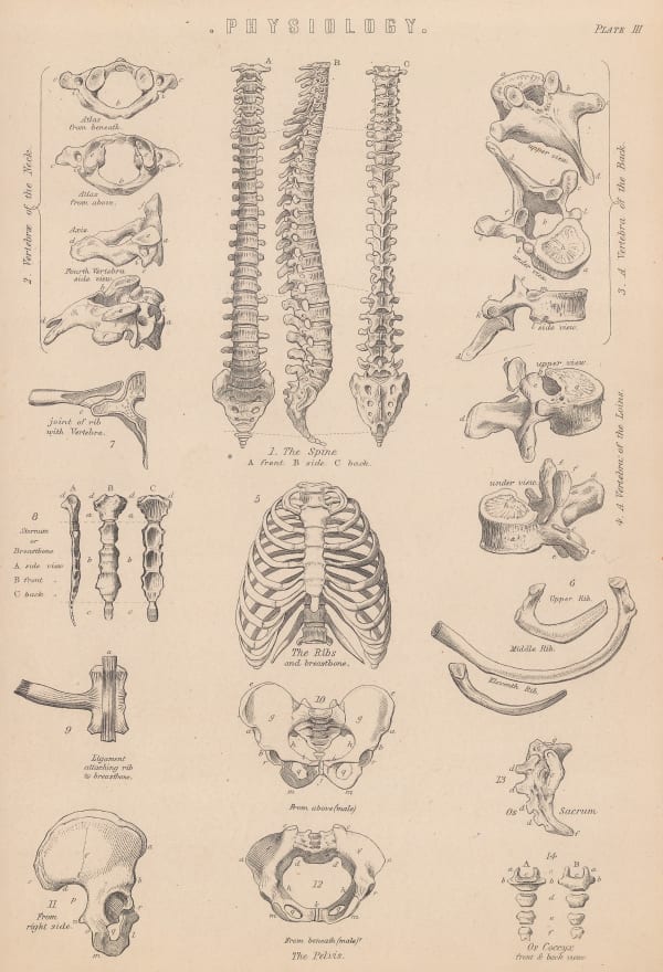 William Home Lizars, Anatomy - Spine, 1860 c.