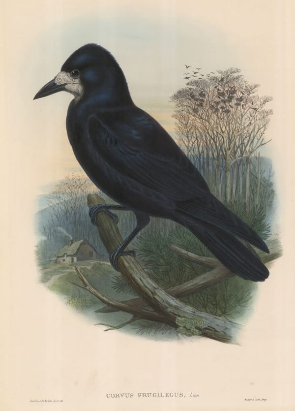 John Gould, Rook, 1850 c.