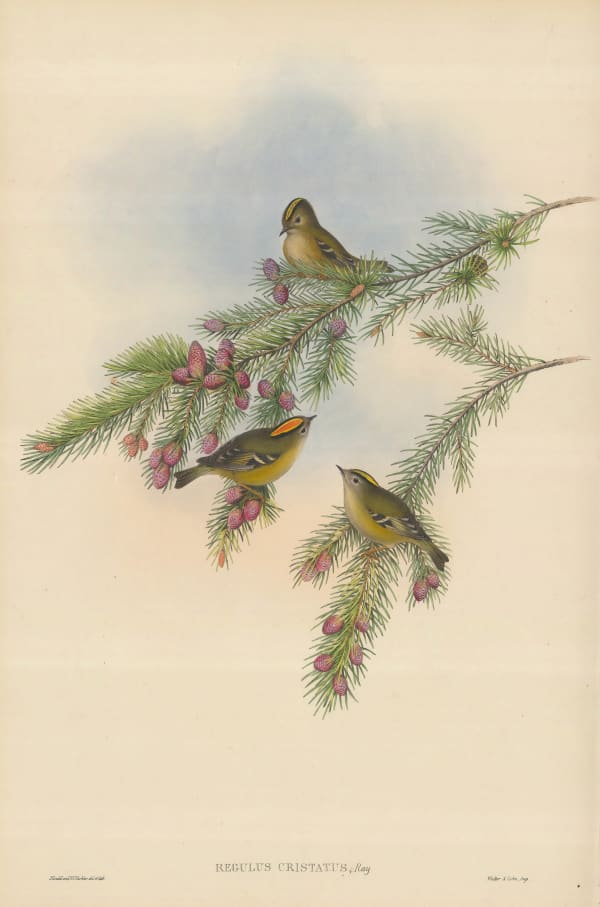 John Gould, Kinglet - Goldcrest , 1873 c.