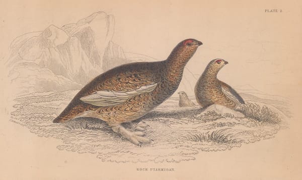 Sir William Jardine, Shooting - Ptarmigan, 1843