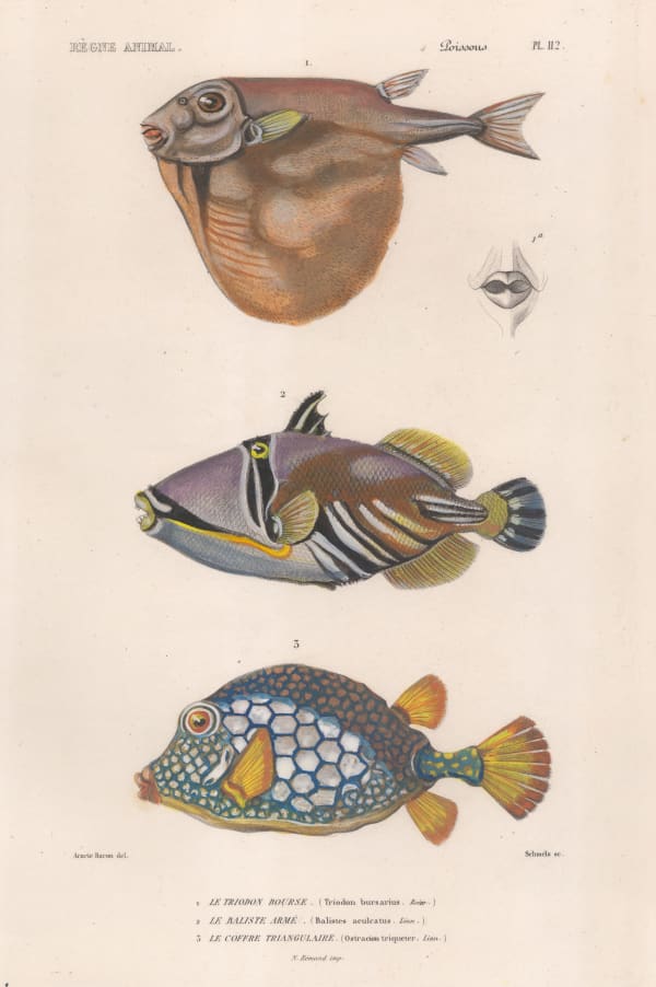 Baron Georges Cuvier, Pufferfish, 1849
