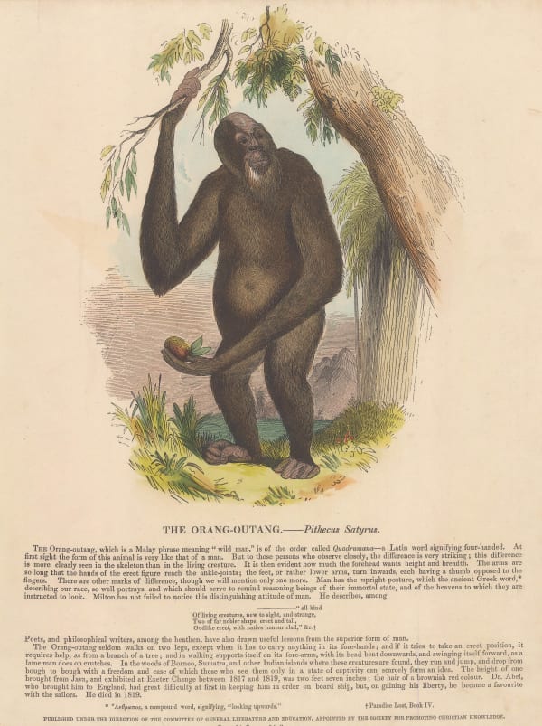Society for Promoting Christian Knowledge (SPCK), Orangutan, 1860 c.