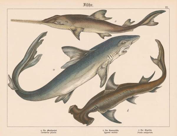 Gotthilf von Schubert, Sharks, 1886