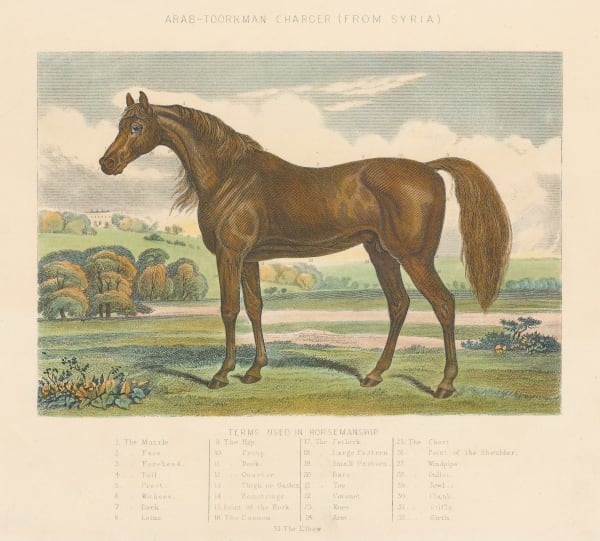 Henry Downes Miles, Horses - Arab-Toorkman Charcer, 1895