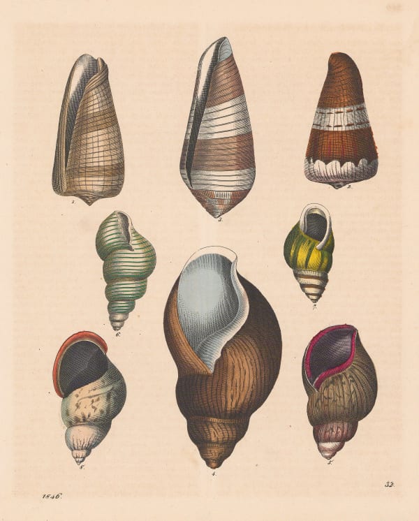 Carl Hoffmann, Shells - Sea and Land Snail Shells, 1846