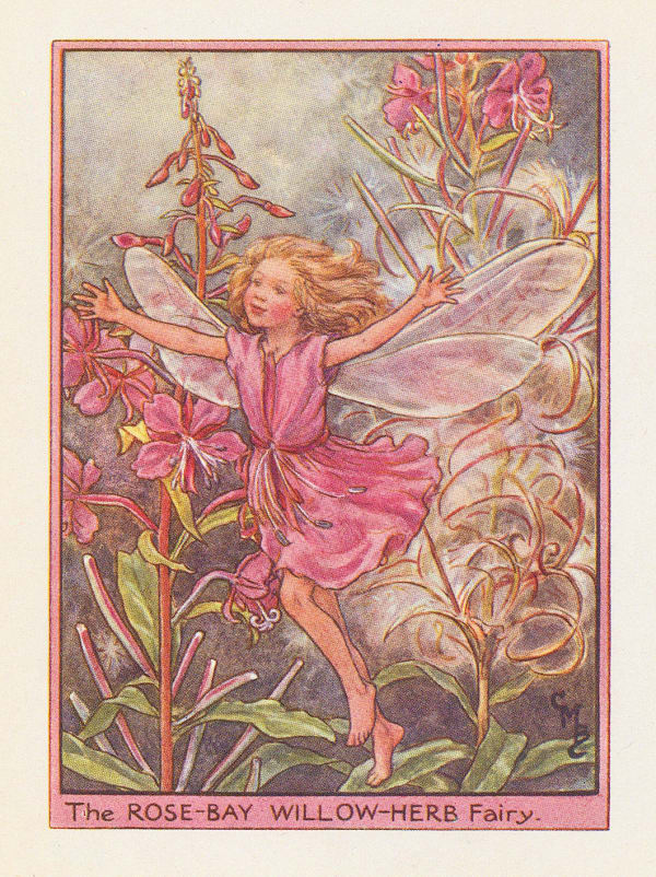 Cicely Mary Barker, Fairies - Rosebay Willowherb Fairy, 1948