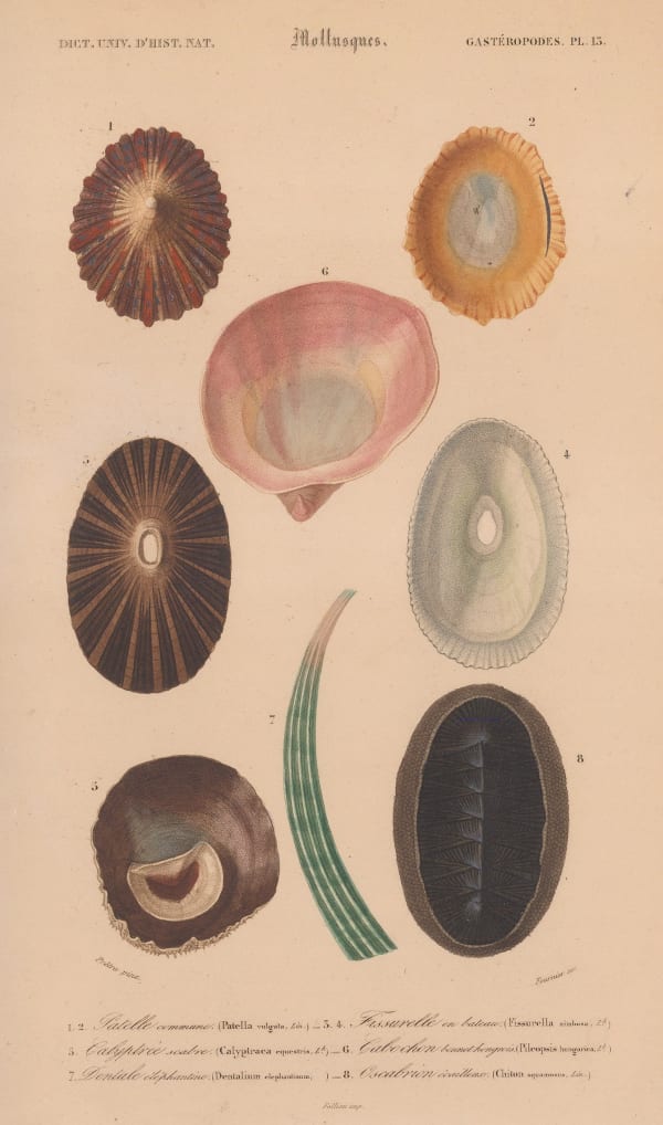 Charles d'Orbigny, Shells - Mollusks, 1849